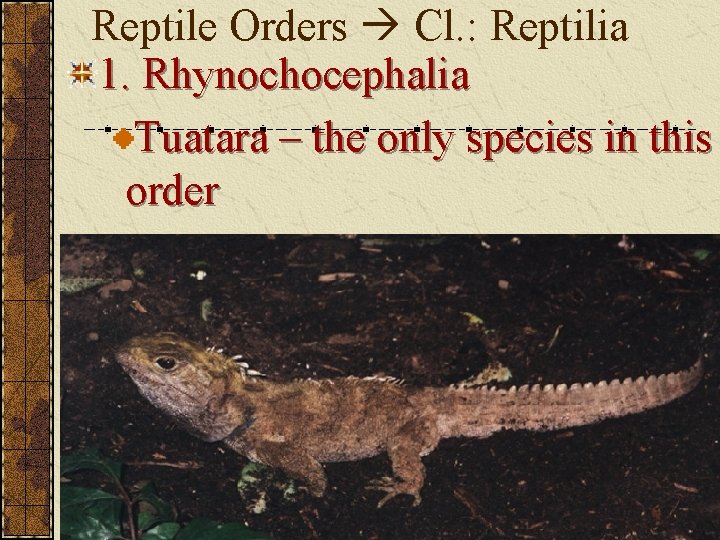 Reptile Orders Cl. : Reptilia 1. Rhynochocephalia Tuatara – the only species in this