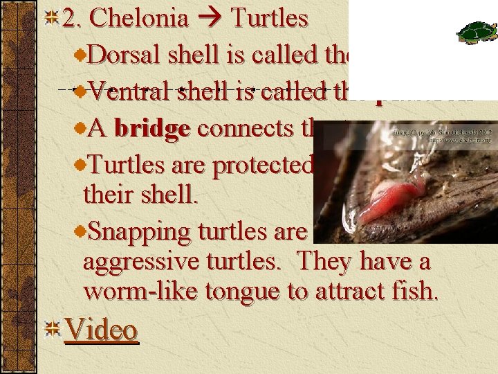 2. Chelonia Turtles Dorsal shell is called the carapace Ventral shell is called the