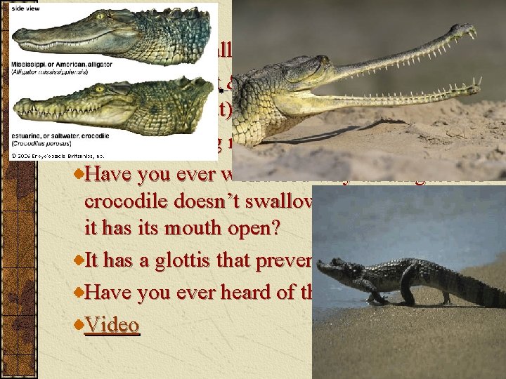 3. Crocodilia Crocodiles & alligators Caimans (short & wide snout) & gavials (long &