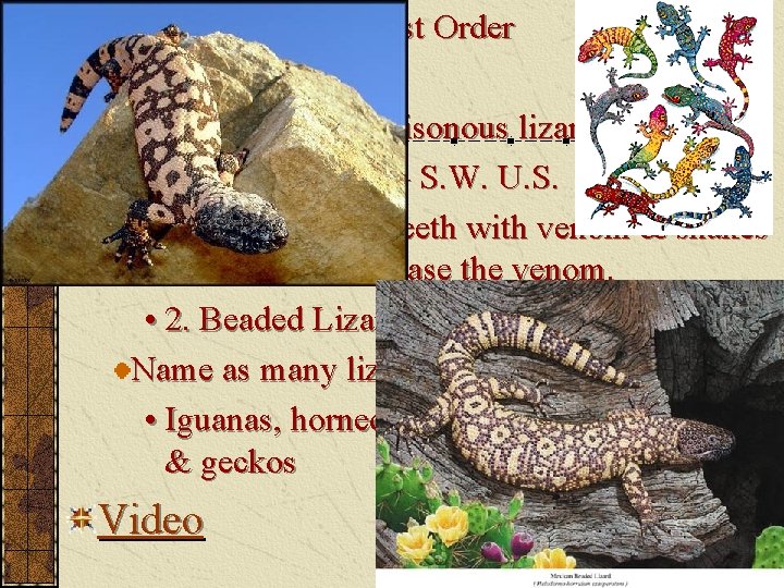 4. Squamata Largest Order Lizards & Snakes There are only 2 poisonous lizards •