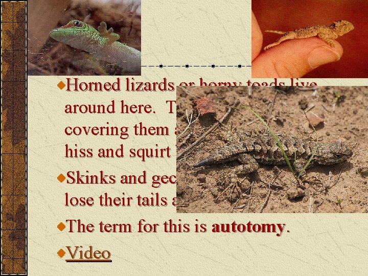 Horned lizards or horny toads live around here. They have armored spikes covering them