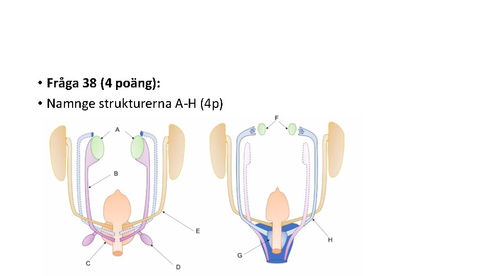  • Fråga 38 (4 poäng): • Namnge strukturerna A-H (4 p) 