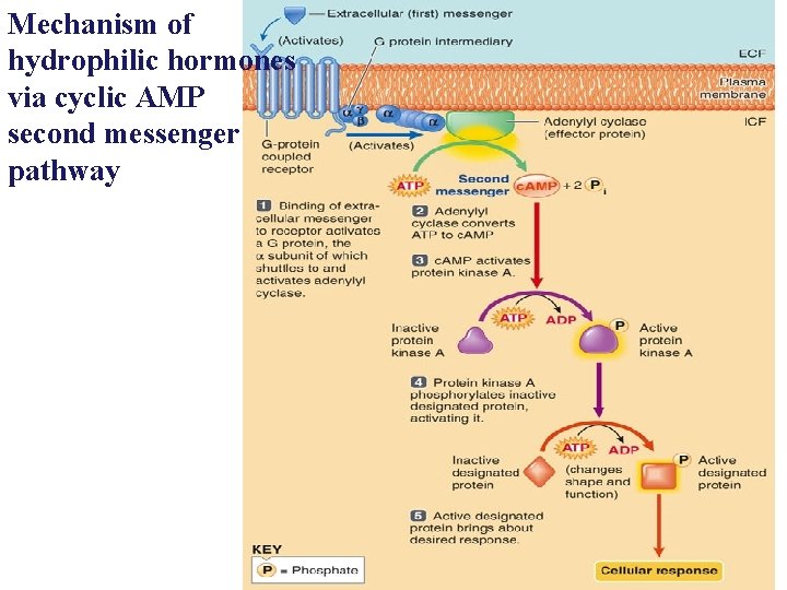 Mechanism of hydrophilic hormones via cyclic AMP second messenger pathway 