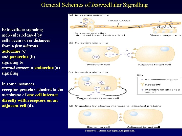 General Schemes of Intercellular Signalling Extracellular signaling molecules released by cells occurs over distances