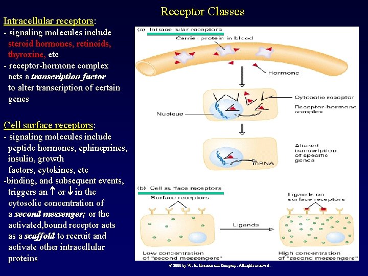 Intracellular receptors: Receptor Classes - signaling molecules include steroid hormones, retinoids, thyroxine, etc -