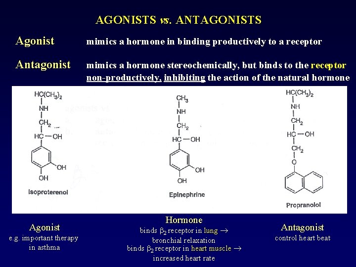 AGONISTS vs. ANTAGONISTS Agonist mimics a hormone in binding productively to a receptor Antagonist