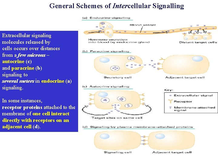 General Schemes of Intercellular Signalling Extracellular signaling molecules released by cells occurs over distances