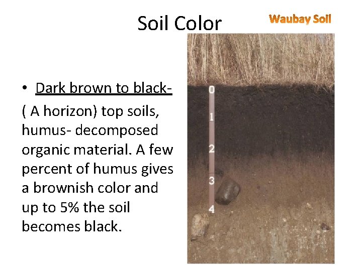 Soil Color • Dark brown to black- ( A horizon) top soils, humus- decomposed