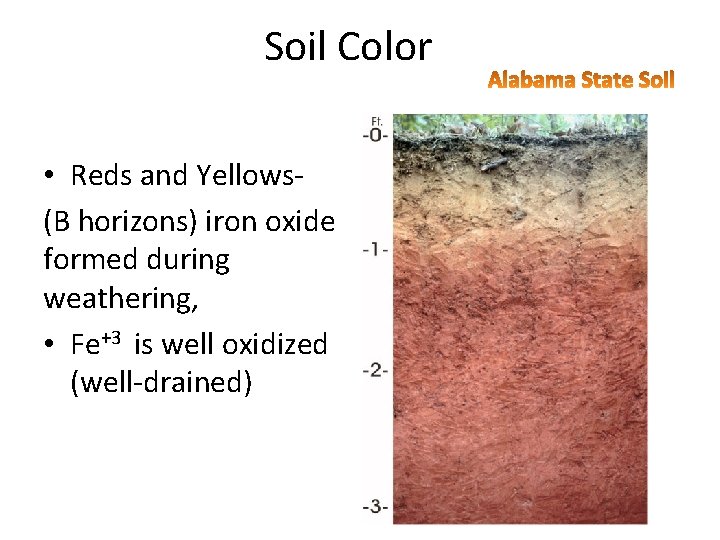 Soil Color • Reds and Yellows- (B horizons) iron oxide formed during weathering, •