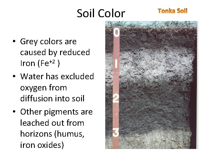 Soil Color • Grey colors are caused by reduced Iron (Fe+2 ) • Water