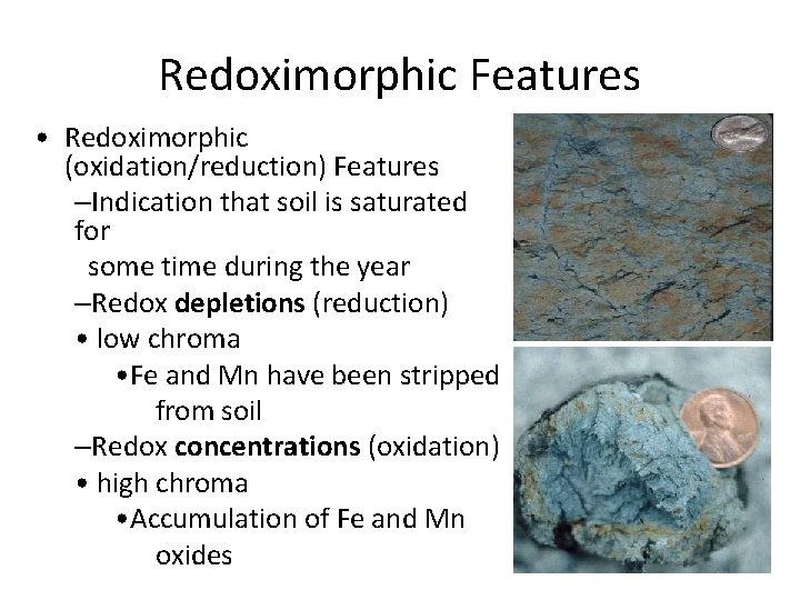 Redoximorphic Features • Redoximorphic (oxidation/reduction) Features –Indication that soil is saturated for some time