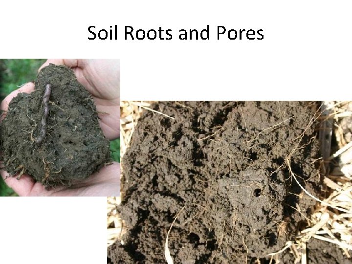 Soil Roots and Pores 