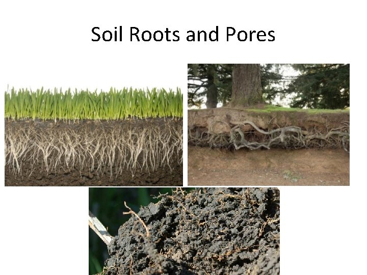 Soil Roots and Pores 