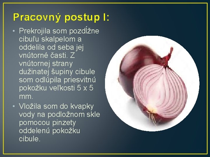 Pracovný postup I: • Prekrojila som pozdĺžne cibuľu skalpelom a oddelila od seba jej Pracovný postup I: • Prekrojila som pozdĺžne cibuľu skalpelom a oddelila od seba jej