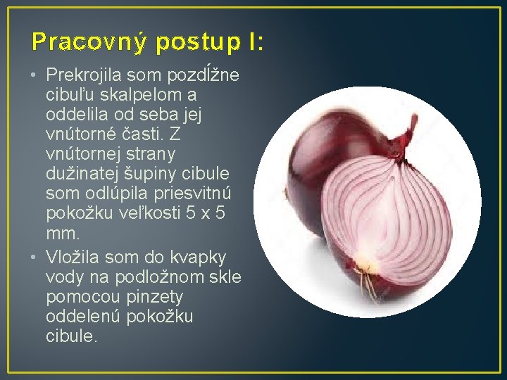 Pracovný postup I: • Prekrojila som pozdĺžne cibuľu skalpelom a oddelila od seba jej