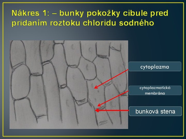 Nákres 1: – bunky pokožky cibule pred pridaním roztoku chloridu sodného bunková stena Nákres 1: – bunky pokožky cibule pred pridaním roztoku chloridu sodného bunková stena
