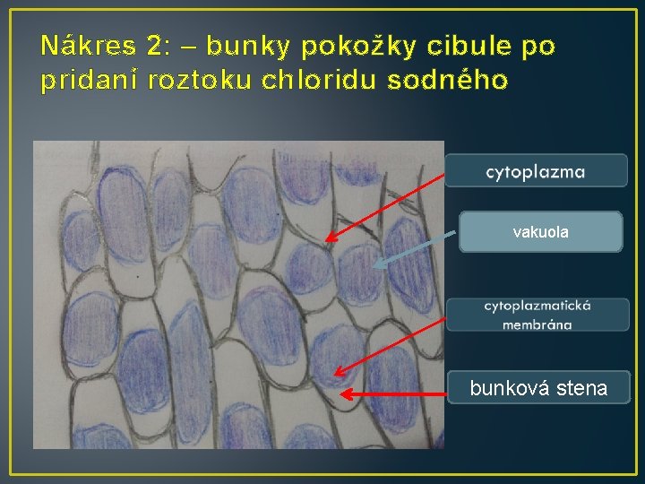Nákres 2: – bunky pokožky cibule po pridaní roztoku chloridu sodného vakuola bunková stena Nákres 2: – bunky pokožky cibule po pridaní roztoku chloridu sodného vakuola bunková stena