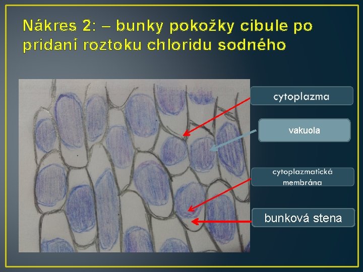 Nákres 2: – bunky pokožky cibule po pridaní roztoku chloridu sodného vakuola bunková stena