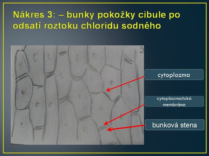 Nákres 3: – bunky pokožky cibule po odsatí roztoku chloridu sodného bunková stena Nákres 3: – bunky pokožky cibule po odsatí roztoku chloridu sodného bunková stena