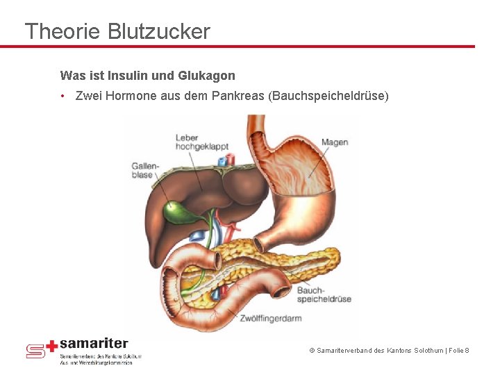 Theorie Blutzucker Was ist Insulin und Glukagon • Zwei Hormone aus dem Pankreas (Bauchspeicheldrüse) Theorie Blutzucker Was ist Insulin und Glukagon • Zwei Hormone aus dem Pankreas (Bauchspeicheldrüse)