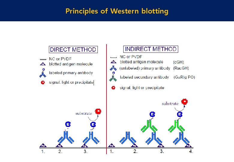 Principles of Western blotting 