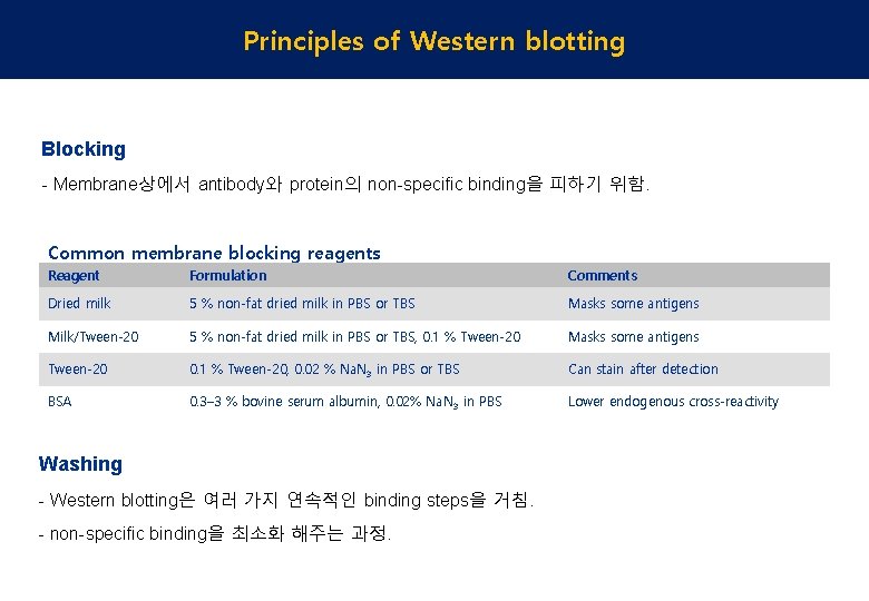 Principles of Western blotting Blocking - Membrane상에서 antibody와 protein의 non-specific binding을 피하기 위함. Common