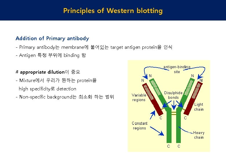Principles of Western blotting Addition of Primary antibody - Primary antibody는 membrane에 붙어있는 target