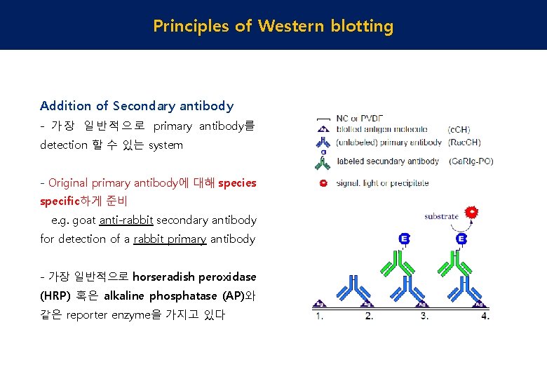 Principles of Western blotting Addition of Secondary antibody - 가 장 일 반 적