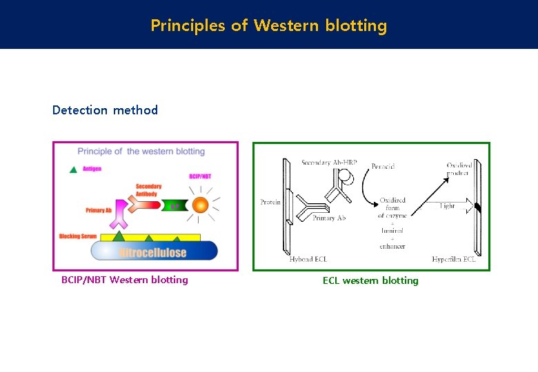 Principles of Western blotting Detection method BCIP/NBT Western blotting ECL western blotting 