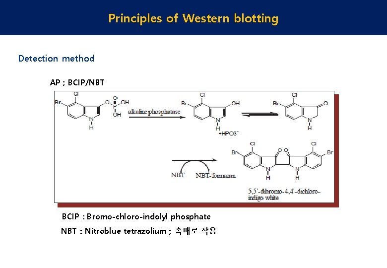 Principles of Western blotting Detection method AP ; BCIP/NBT BCIP : Bromo-chloro-indolyl phosphate NBT