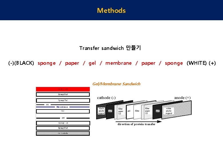 Methods Transfer sandwich 만들기 (-)(BLACK) sponge / paper / gel / membrane / paper