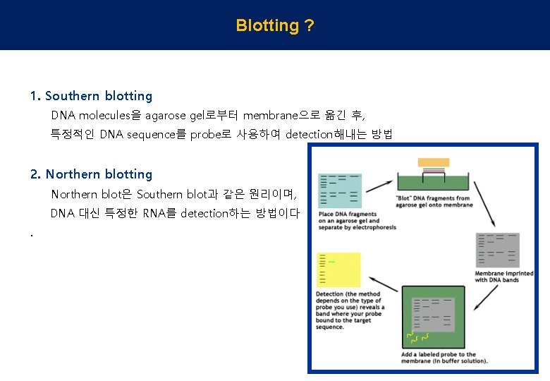 Blotting ? 1. Southern blotting DNA molecules을 agarose gel로부터 membrane으로 옮긴 후, 특정적인 DNA