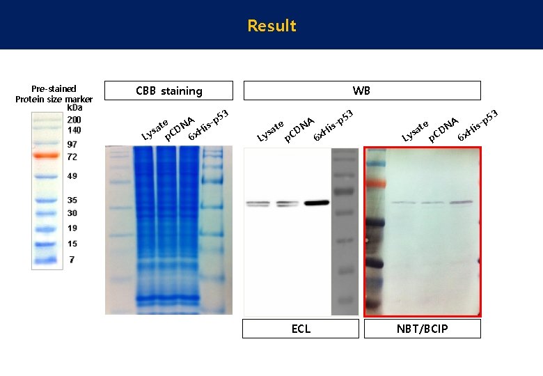 Result Pre-stained Protein size marker CBB staining WB 3 5 e NA is-p t
