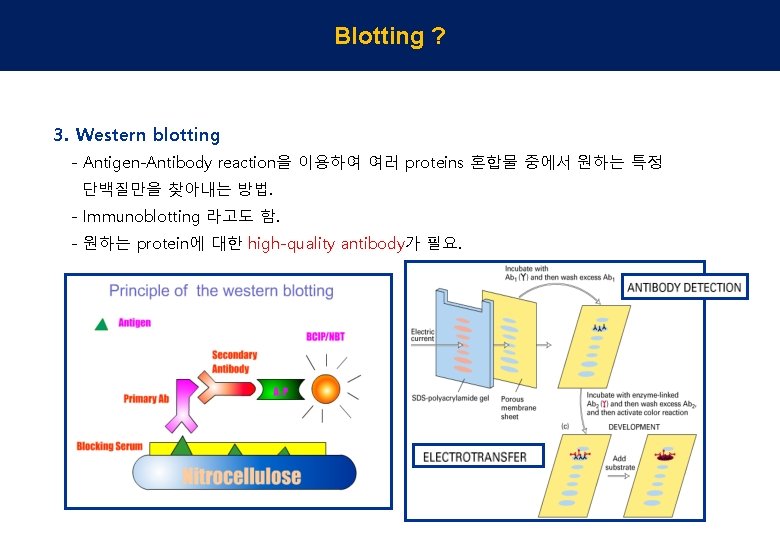 Blotting ? 3. Western blotting - Antigen-Antibody reaction을 이용하여 여러 proteins 혼합물 중에서 원하는
