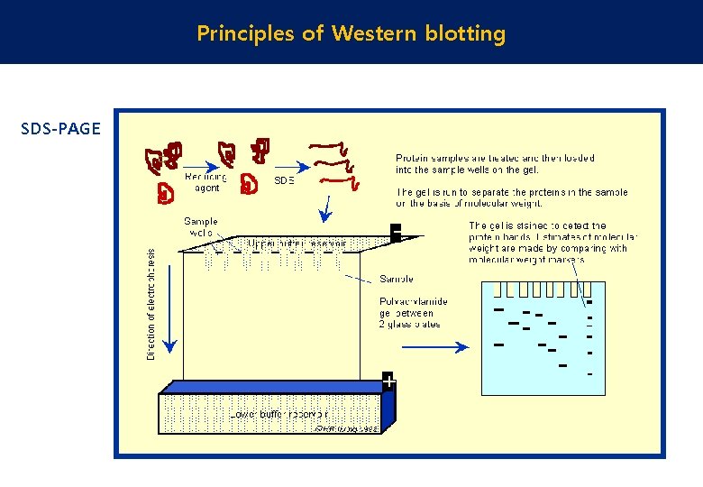 Principles of Western blotting SDS-PAGE 