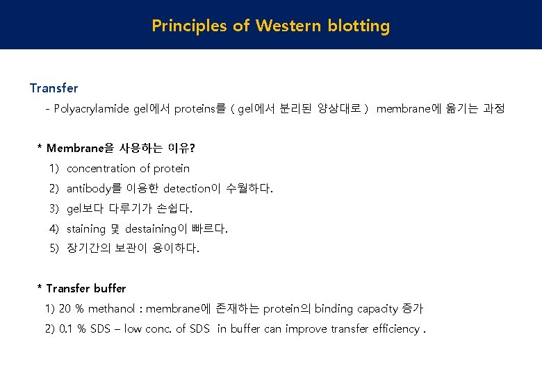 Principles of Western blotting Transfer - Polyacrylamide gel에서 proteins를 ( gel에서 분리된 양상대로 )