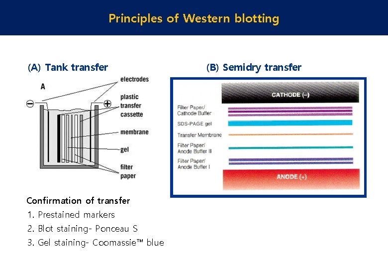 Principles of Western blotting (A) Tank transfer Confirmation of transfer 1. Prestained markers 2.