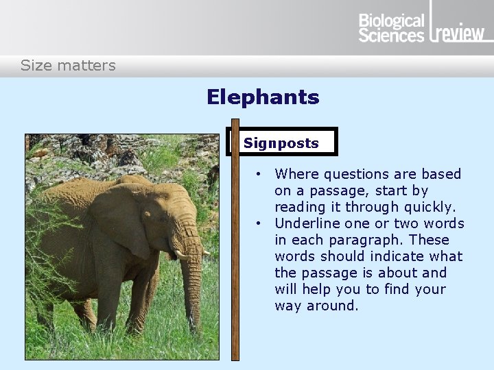 Size matters Elephants Signposts • Where questions are based on a passage, start by
