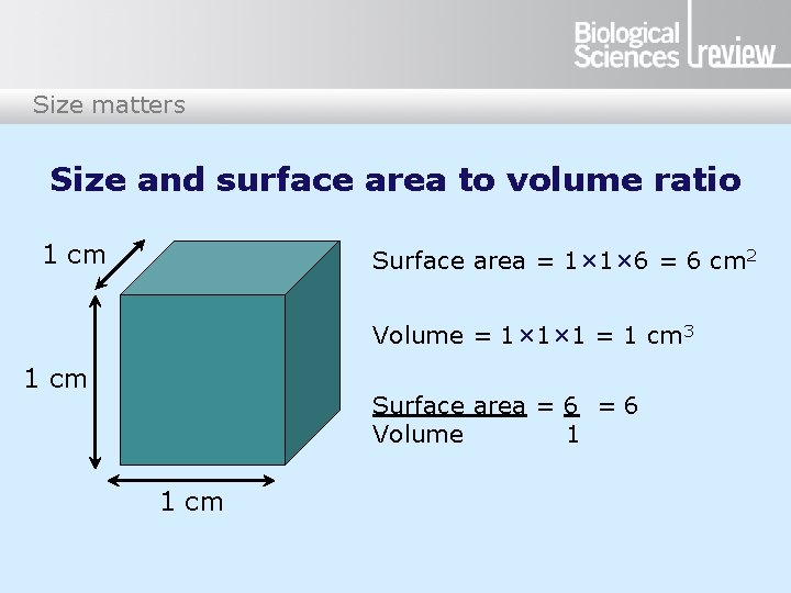 Size matters Size and surface area to volume ratio 1 cm Surface area =