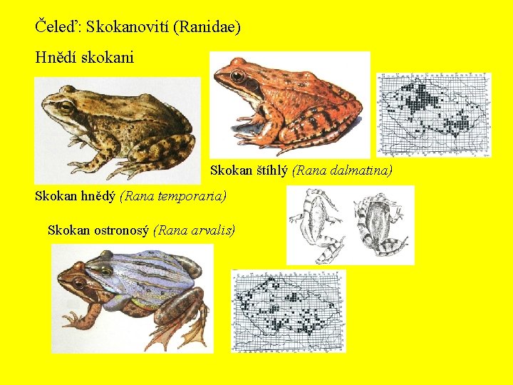 Čeleď: Skokanovití (Ranidae) Hnědí skokani Skokan štíhlý (Rana dalmatina) Skokan hnědý (Rana temporaria) Skokan