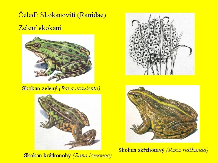 Čeleď: Skokanovití (Ranidae) Zelení skokani Skokan zelený (Rana esculenta) Skokan krátkonohý (Rana lessonae) Skokan