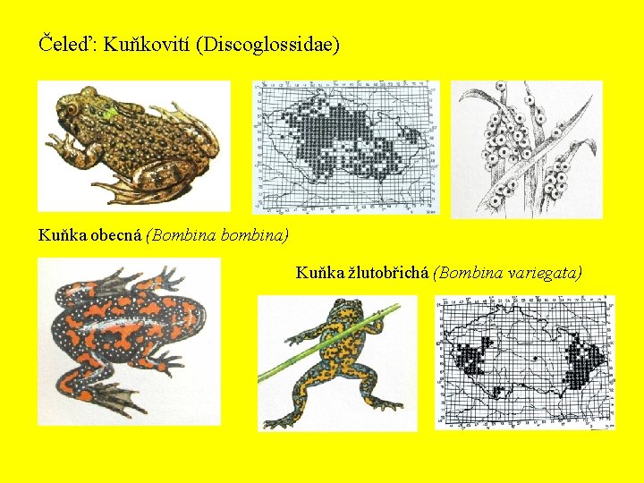 Čeleď: Kuňkovití (Discoglossidae) Kuňka obecná (Bombina bombina) Kuňka žlutobřichá (Bombina variegata) 