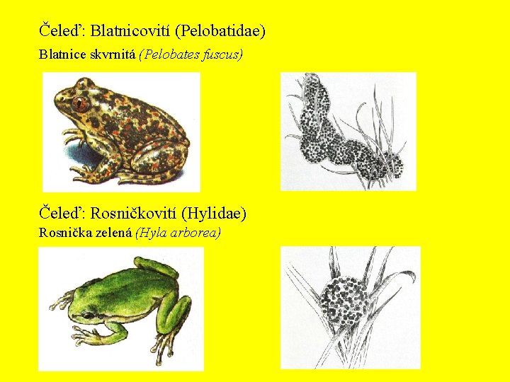 Čeleď: Blatnicovití (Pelobatidae) Blatnice skvrnitá (Pelobates fuscus) Čeleď: Rosničkovití (Hylidae) Rosnička zelená (Hyla arborea)