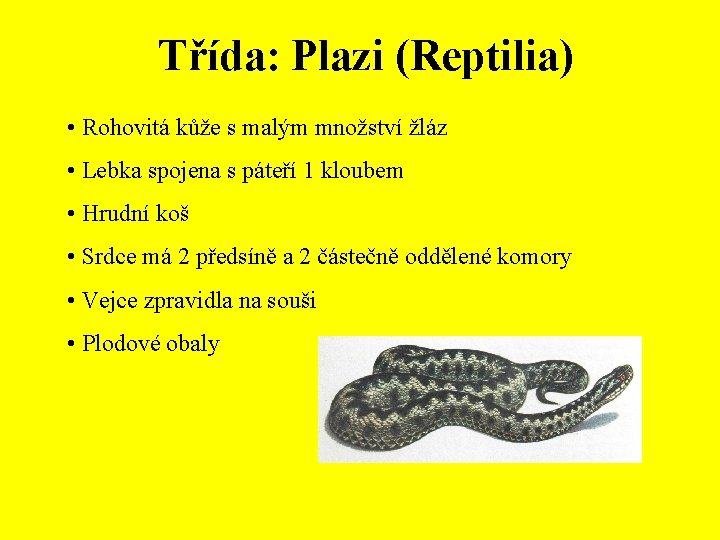 Třída: Plazi (Reptilia) • Rohovitá kůže s malým množství žláz • Lebka spojena s