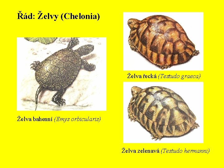 Řád: Želvy (Chelonia) Želva řecká (Testudo graeca) Želva bahenní (Emys orbicularis) Želva zelenavá (Testudo