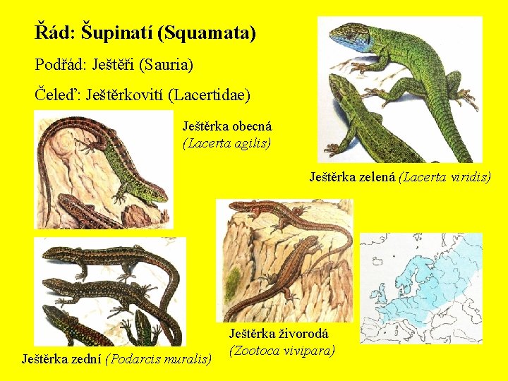 Řád: Šupinatí (Squamata) Podřád: Ještěři (Sauria) Čeleď: Ještěrkovití (Lacertidae) Ještěrka obecná (Lacerta agilis) Ještěrka