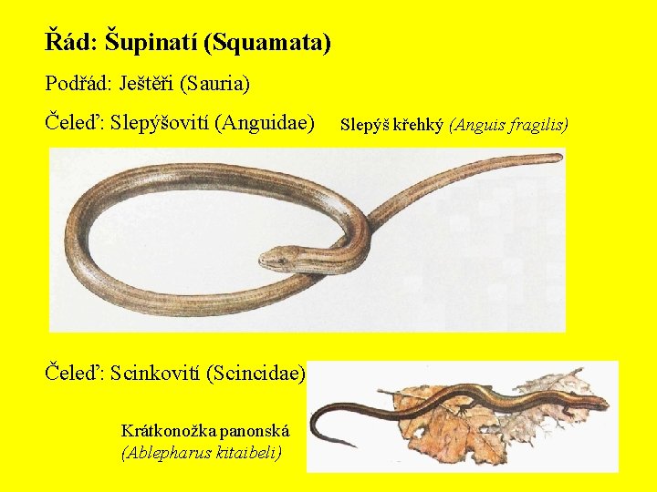 Řád: Šupinatí (Squamata) Podřád: Ještěři (Sauria) Čeleď: Slepýšovití (Anguidae) Čeleď: Scinkovití (Scincidae) Krátkonožka panonská