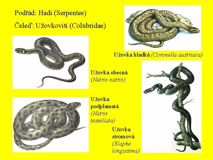 Podřád: Hadi (Serpentes) Čeleď: Užovkovití (Colubridae) Užovka hladká (Coronella austriaca) Užovka obecná (Natrix natrix)
