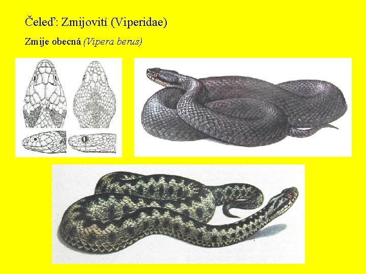 Čeleď: Zmijovití (Viperidae) Zmije obecná (Vipera berus) 