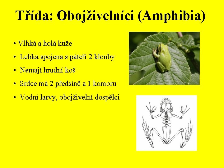 Třída: Obojživelníci (Amphibia) • Vlhká a holá kůže • Lebka spojena s páteří 2